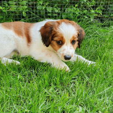 Ein Hundewelpe zieht ein – Willkommen auf Bonnys Seite
