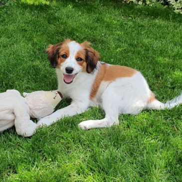 Action im Garten – Spiel & Spaß bei Sonnenschein
