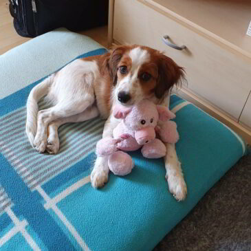 Neues Kuscheltier – Miss Piggy zieht bei Bonny ein