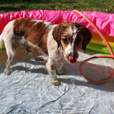 Neuer Gartenpool & Chillen mit Stil – Bonny genießt den Sommer