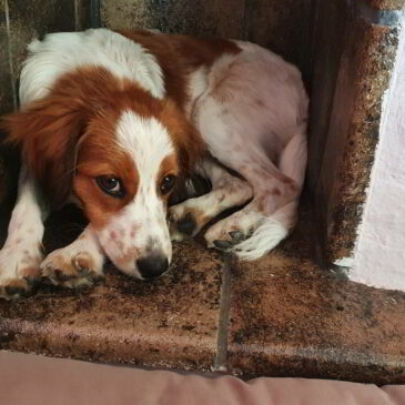 Hitzewelle im August – Bonny sucht das kühlste Plätzchen