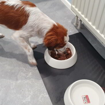 Bonnys leckeres Hundefutter