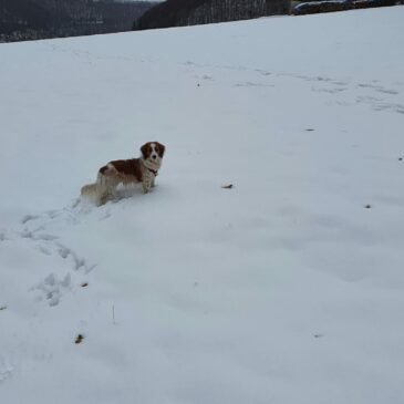 Bonnys erster Schnee – Winterzauber im November