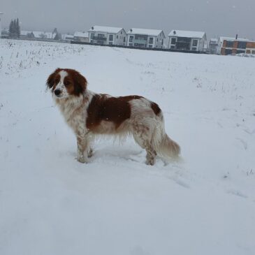 Januar 2021 – Winterspaß mit Floh im Schnee ❄️🐾