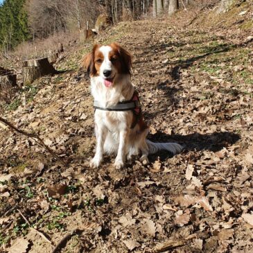 Bonnys Abenteuer im Februar 2021 – Wandern, Nagen & Chillen