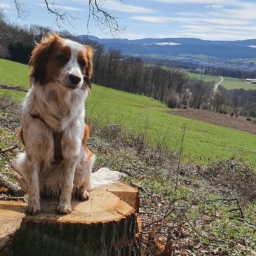 Bonnys 1. Geburtstag – Abenteuer, Leckerlis & ganz viel Chillen