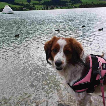 Urlaub am Walchsee: Wandern, Faulenzen und Hundeglück im September 2022