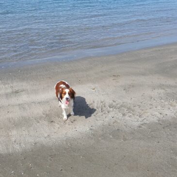 Urlaubsparadies für Hund und Herrchen: Ferienhaus bei Massa & Ausflug nach Cinque Terre im April