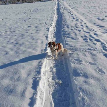 Der Blick auf Eislingen im November und das Toben im Schnee im Dezember