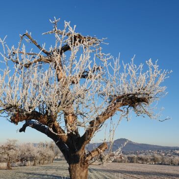 Spaziergang an Silvester 2024: Ein Raureif-Wintermärchen mit Bonny