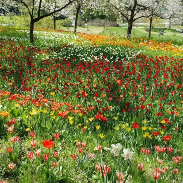 Tulpenmeer & Tropenfeeling – Frühling auf der Mainau mit Bonny