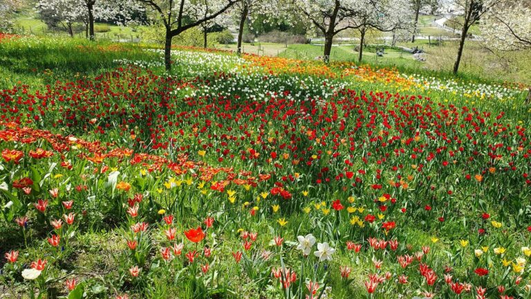 Tulpenmeer & Tropenfeeling – Frühling auf der Mainau mit Bonny